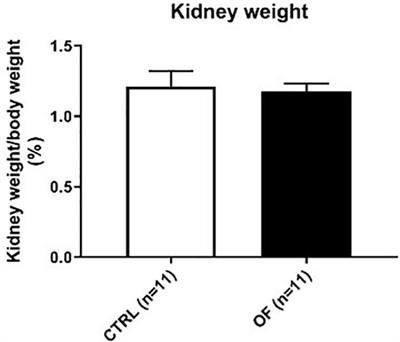 Renal Programming by Transient Postnatal Overfeeding: The Role of Senescence Pathways